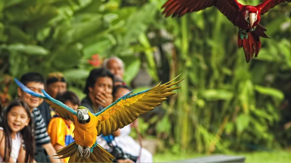 Парк птиц на Бали - экзотика острова для туристов