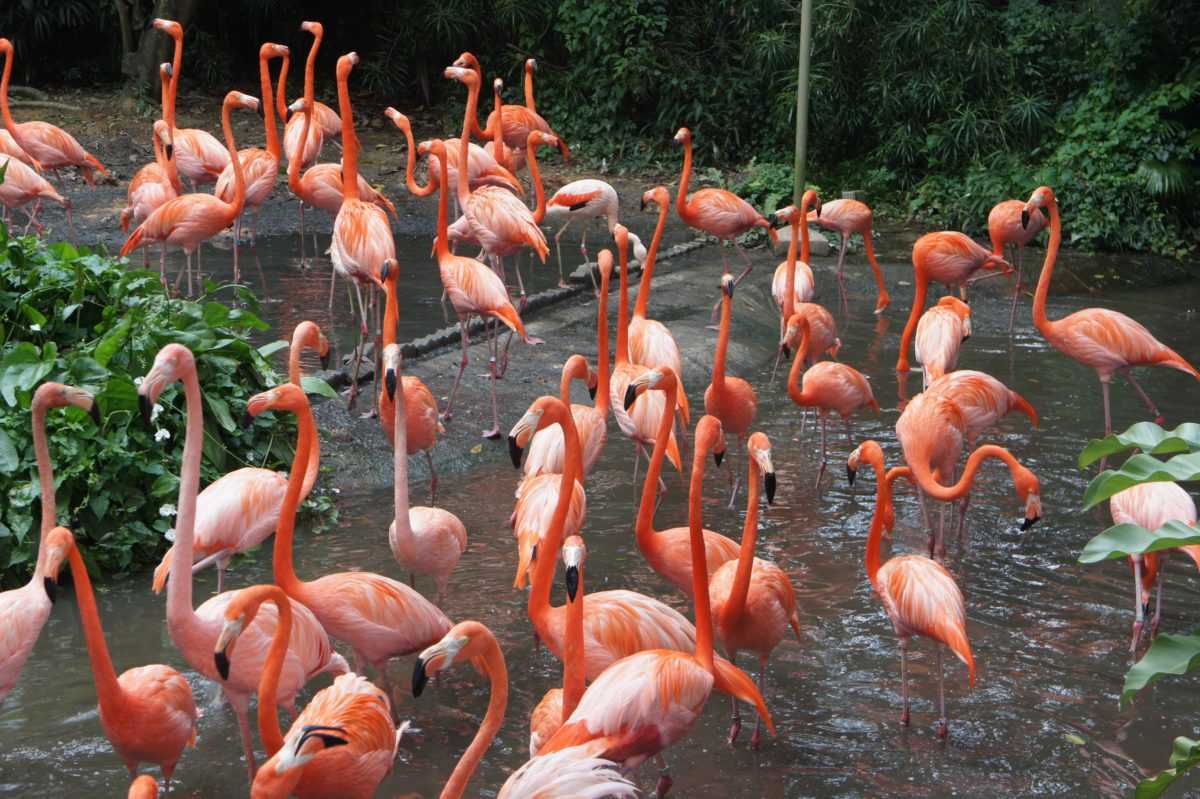 Парк птиц на Бали - экзотика острова для туристов