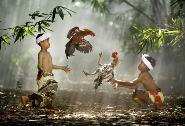 Петушиные бои на Бали